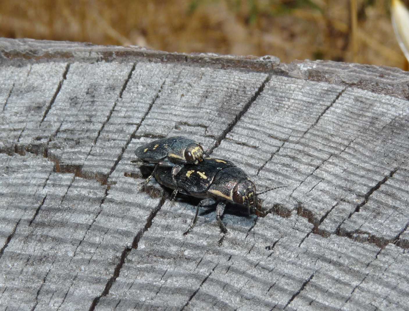 Buprestis novemmaculata in deposizione